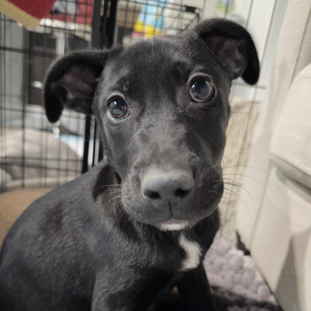 Enlarge Presley, a Adoptable mixed breed in Northville, MI image 6/6