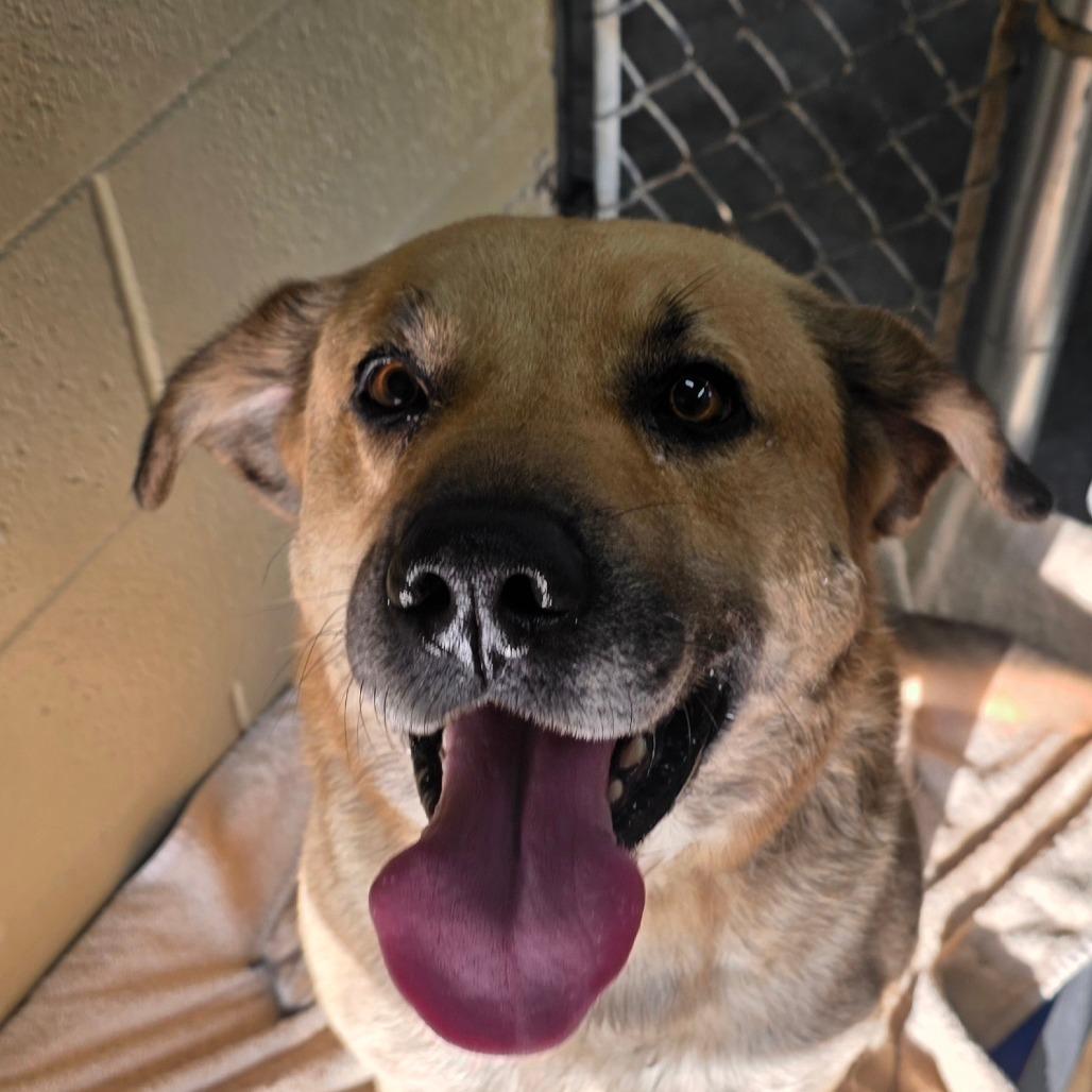 Gordon, Adoptable, Adult Male Black Mouth Cur & Beagle.