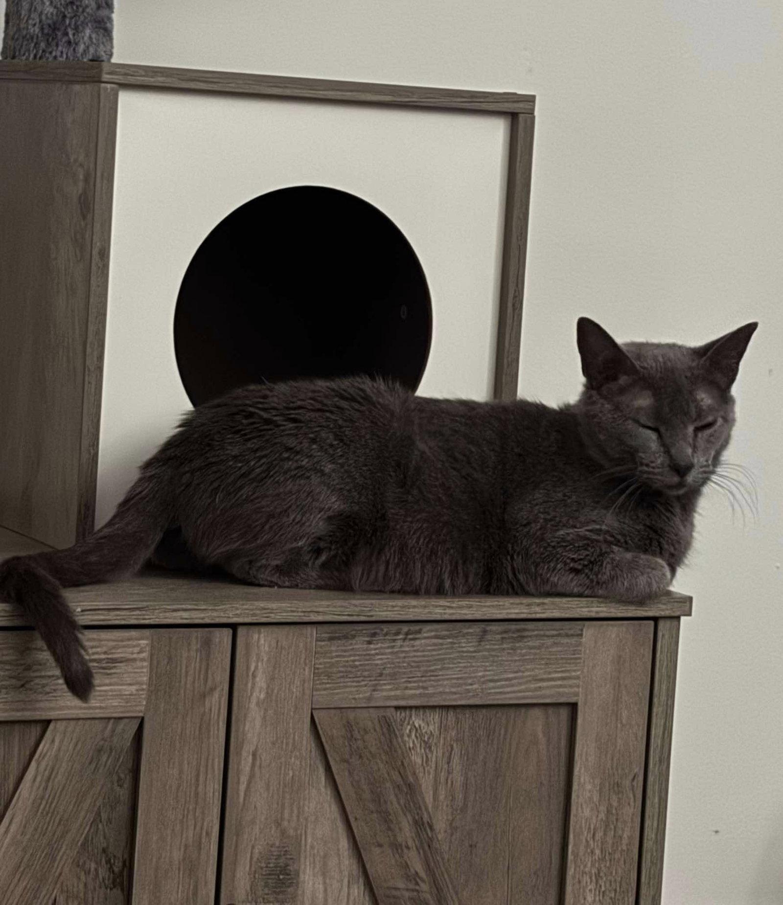 Enlarge Happy Hazel, a Adoptable Domestic Short Hair in Wilmington, NC image 1/1