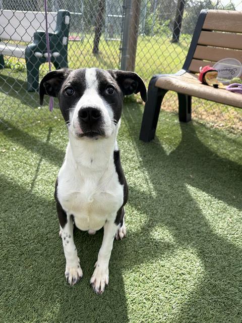 SNUFFLE, Adoptable, Young Male Mixed Breed.