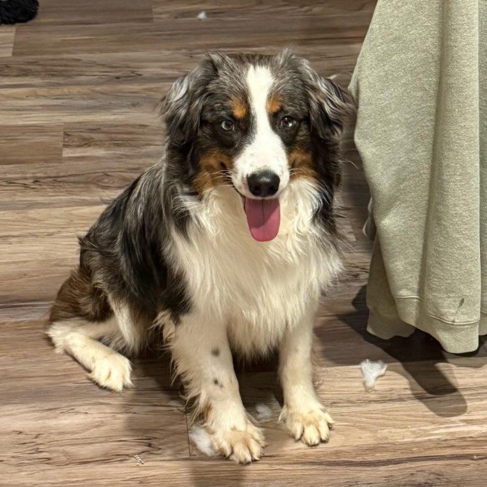 Duke, Adoptable, Young Male Australian Shepherd.
