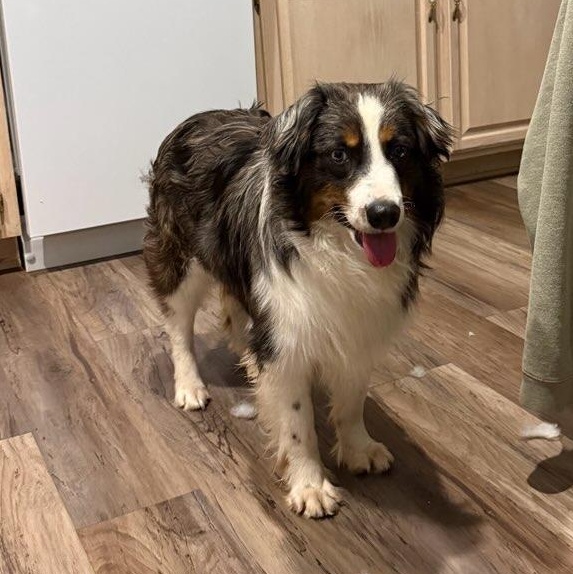 Enlarge Duke, a Adoptable Australian Shepherd in Blue Springs, MO image 2/3