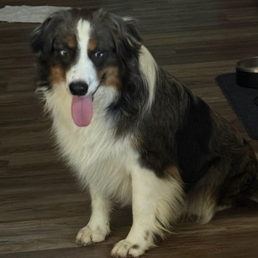 Enlarge Duke, a Adoptable Australian Shepherd in Blue Springs, MO image 3/3