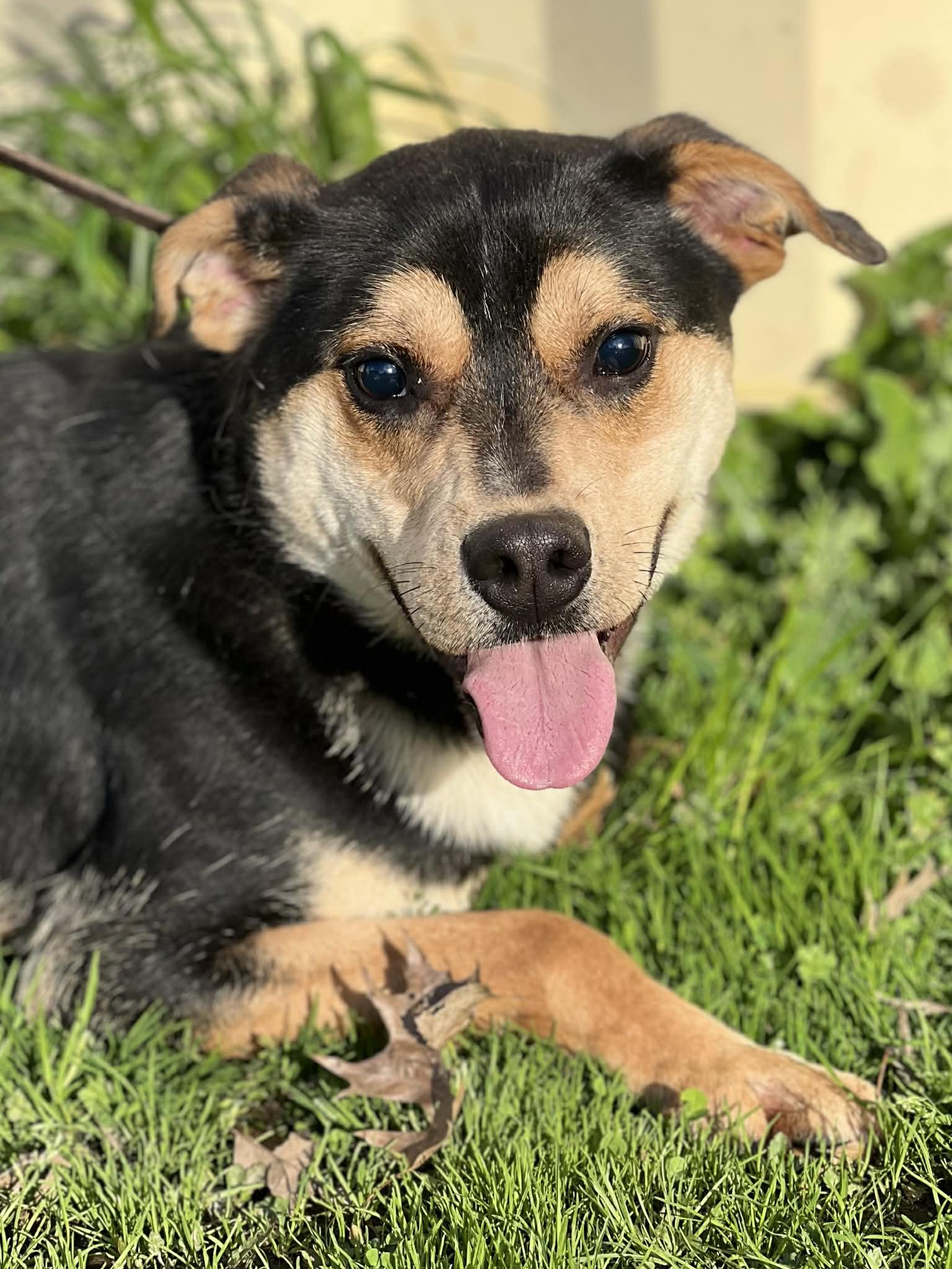 Enlarge Marsh, a ADOPTABLE Mixed Breed in Brunswick, ME image 1/3