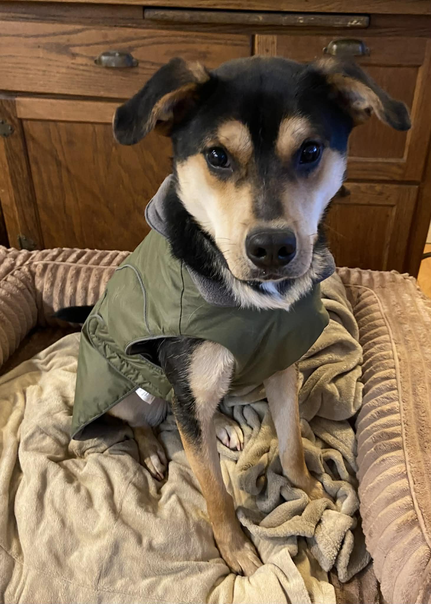 Marsh, adopted, Adult Male Mixed Breed.