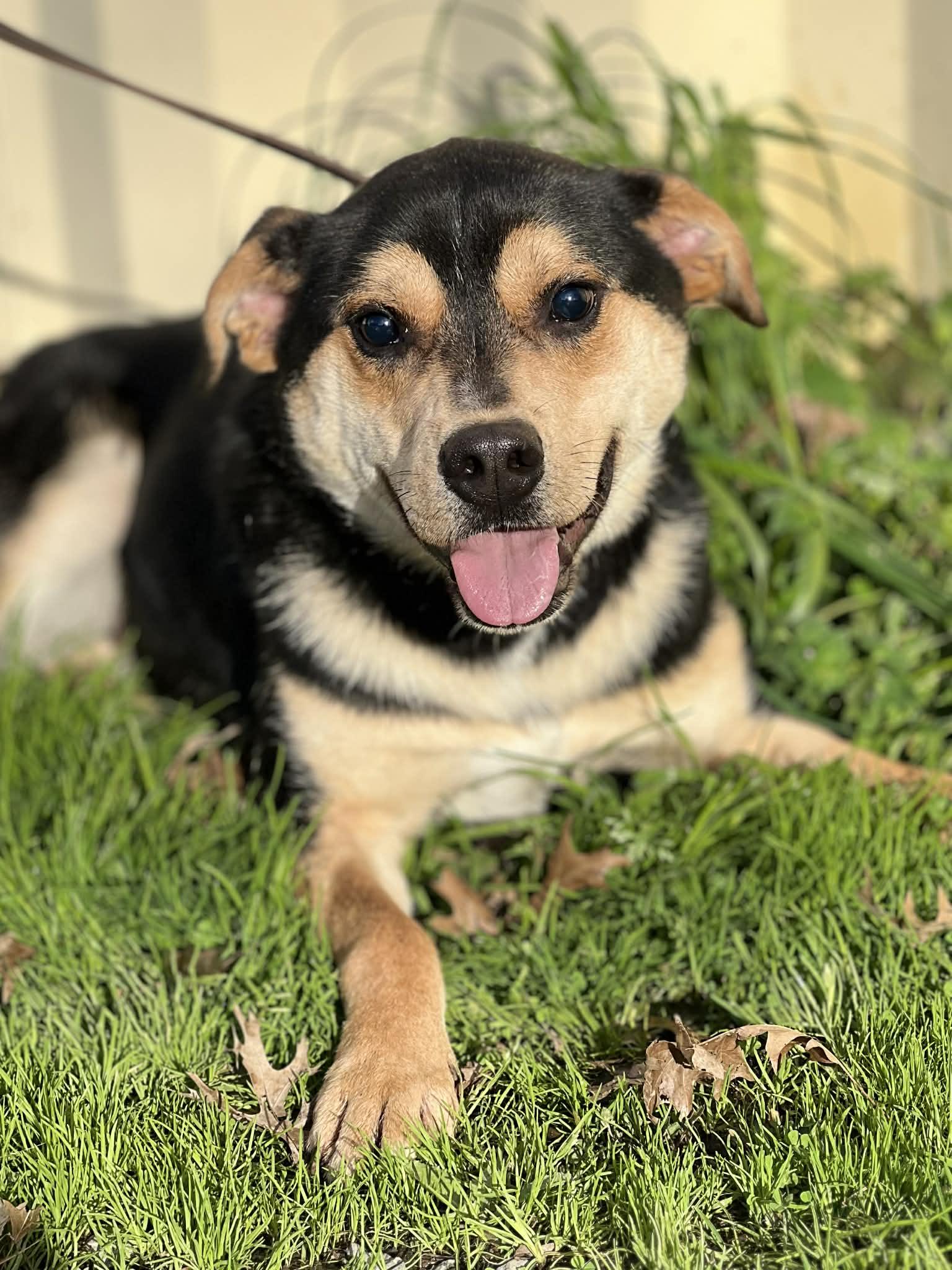 Enlarge Marsh, a ADOPTABLE Mixed Breed in Brunswick, ME image 3/3