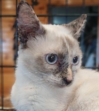 Enlarge 5mnthsealtortisnowshoefemale, a Adoptable Siamese in Lees Summit, MO image 1/1