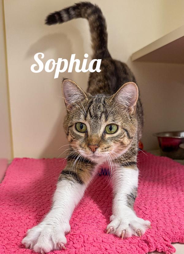 Enlarge Sophia, a Adoptable Domestic Short Hair in Manistee, MI image 1/1