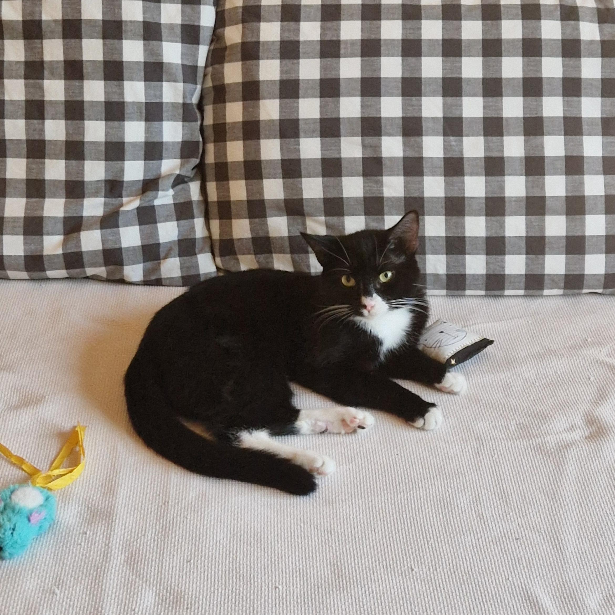 Enlarge North Dakota, a Adoptable Domestic Short Hair in BROOKLYN, NY image 4/6