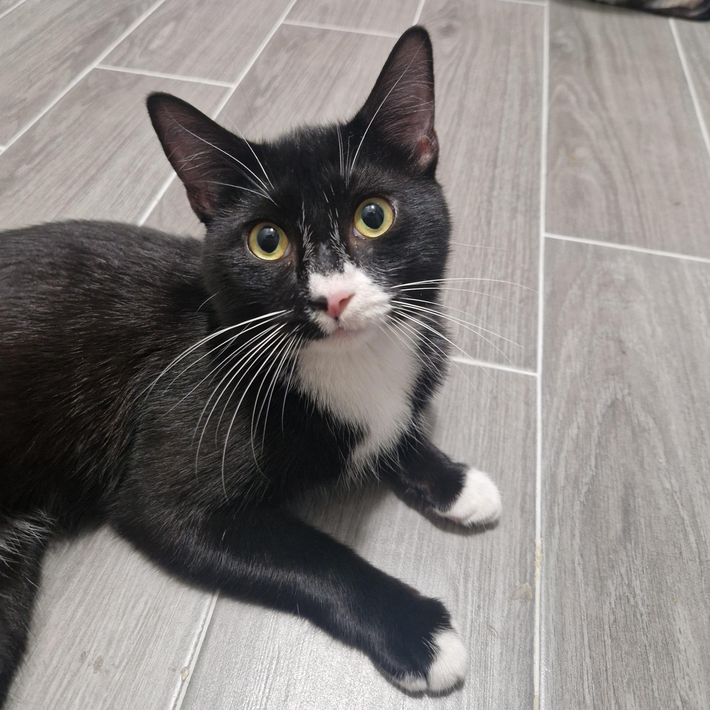 Enlarge North Dakota, a Adoptable Domestic Short Hair in BROOKLYN, NY image 1/6