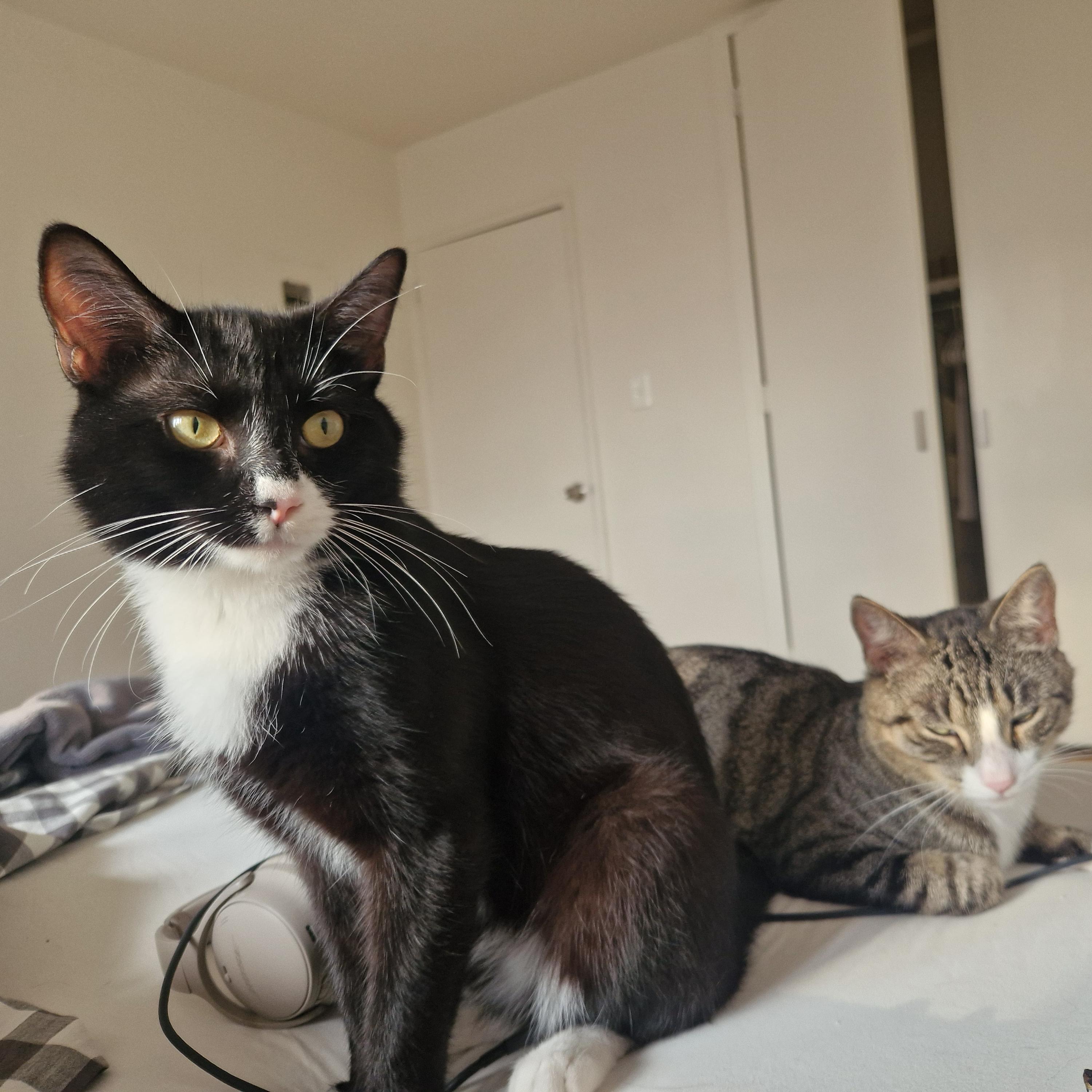 Enlarge North Dakota, a Adoptable Domestic Short Hair in BROOKLYN, NY image 5/6