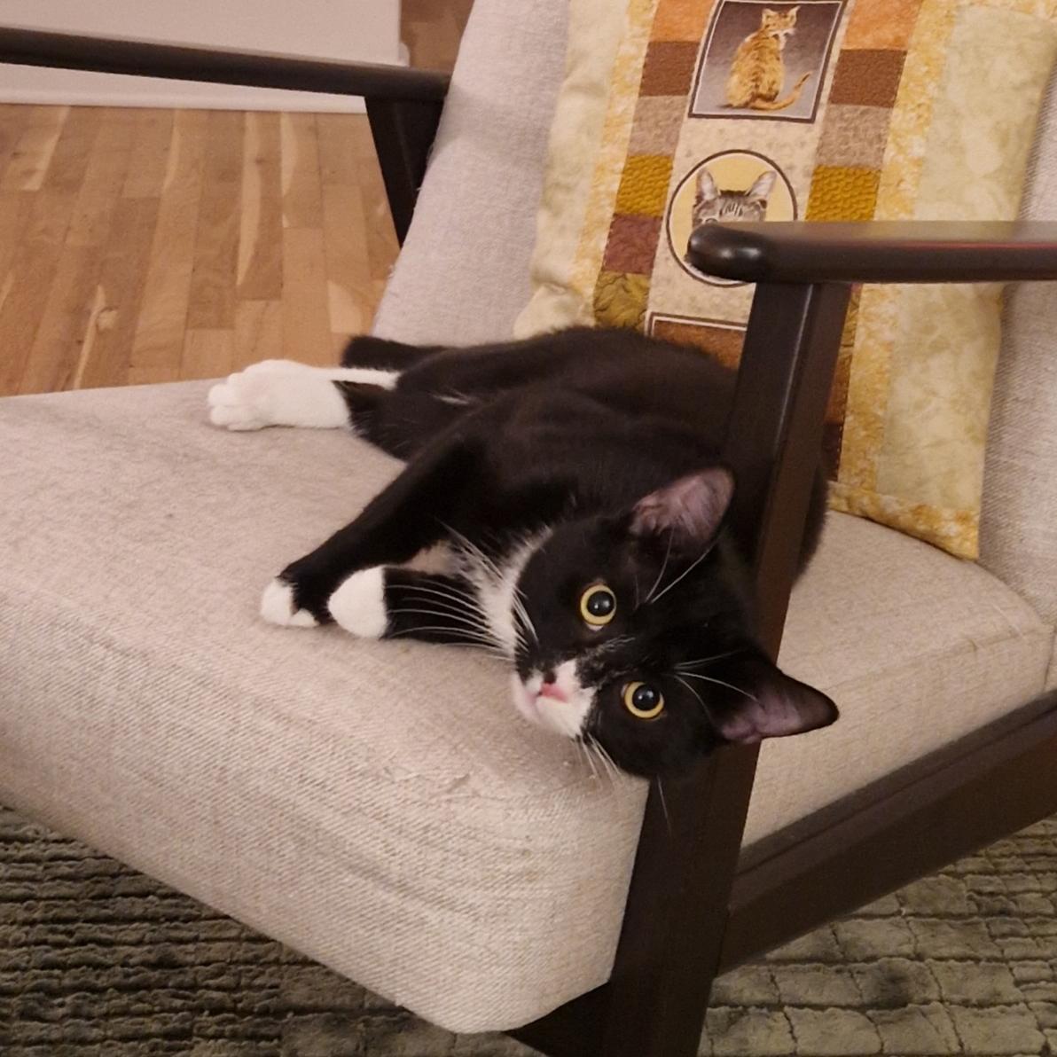 Enlarge North Dakota, a Adoptable Domestic Short Hair in BROOKLYN, NY image 2/6