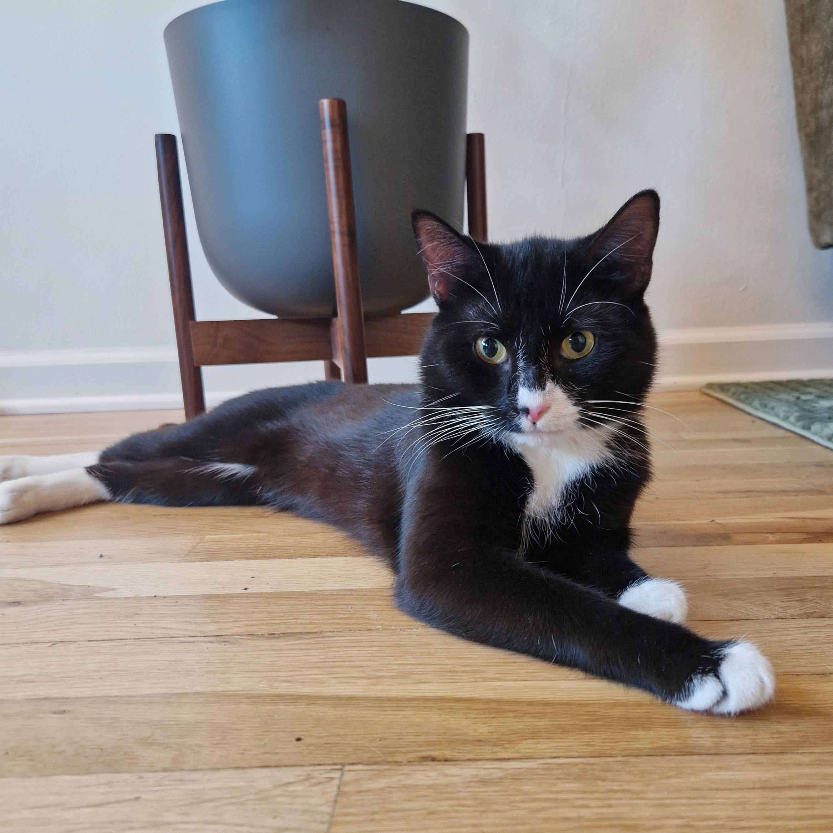 Enlarge North Dakota, a Adoptable Domestic Short Hair in BROOKLYN, NY image 3/6