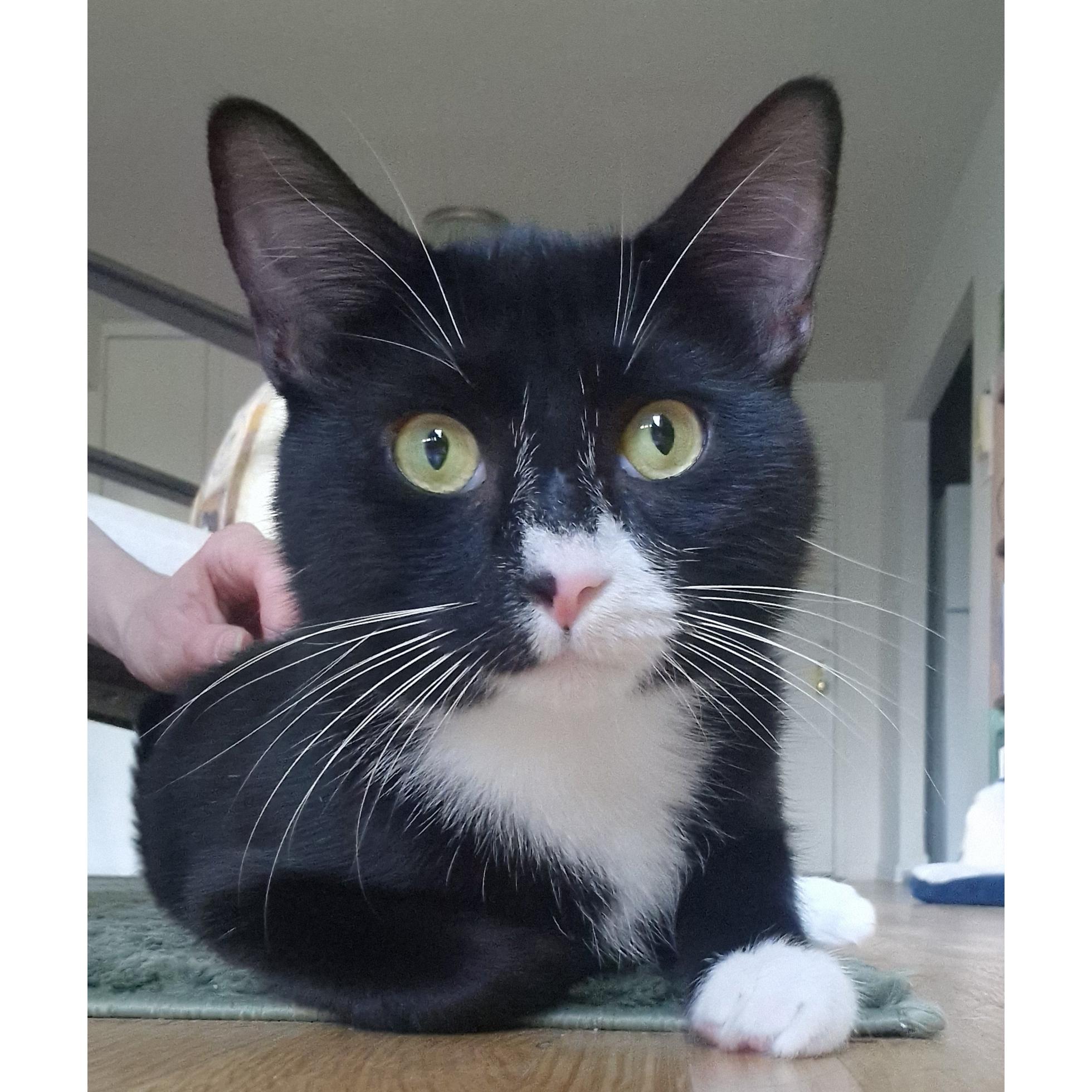 Enlarge North Dakota, a Adoptable Domestic Short Hair in BROOKLYN, NY image 6/6