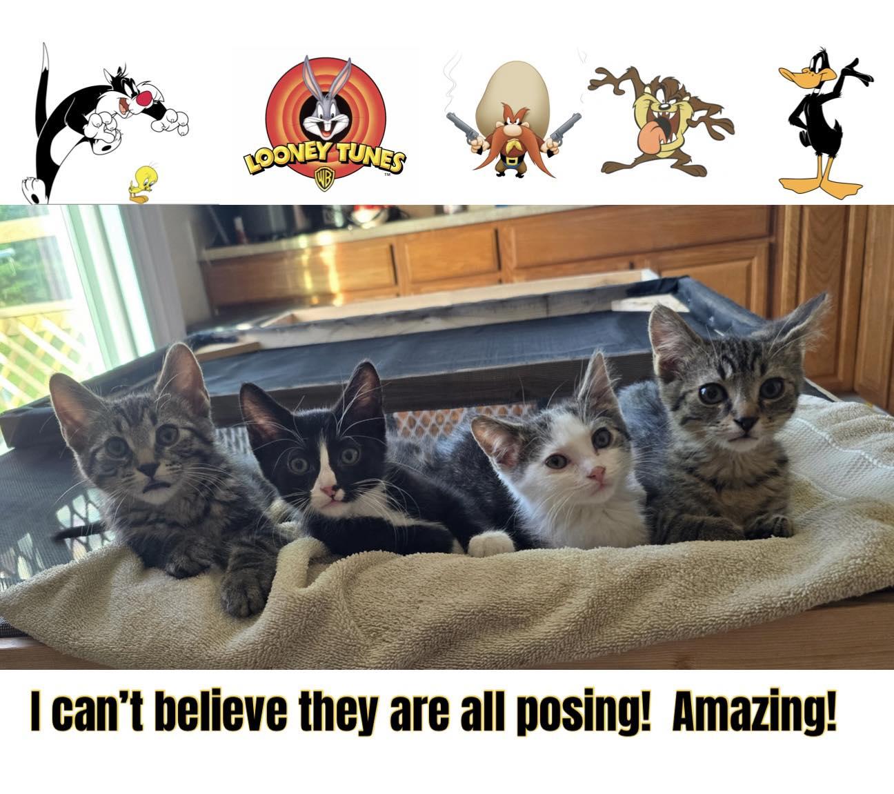 Pepe, a ADOPTABLE Domestic Short Hair in Lapeer, MI image 4/4