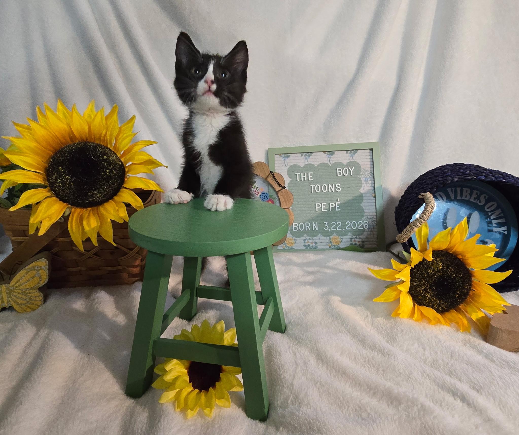 Pepe, ADOPTABLE, Kitten Male Domestic Short Hair.