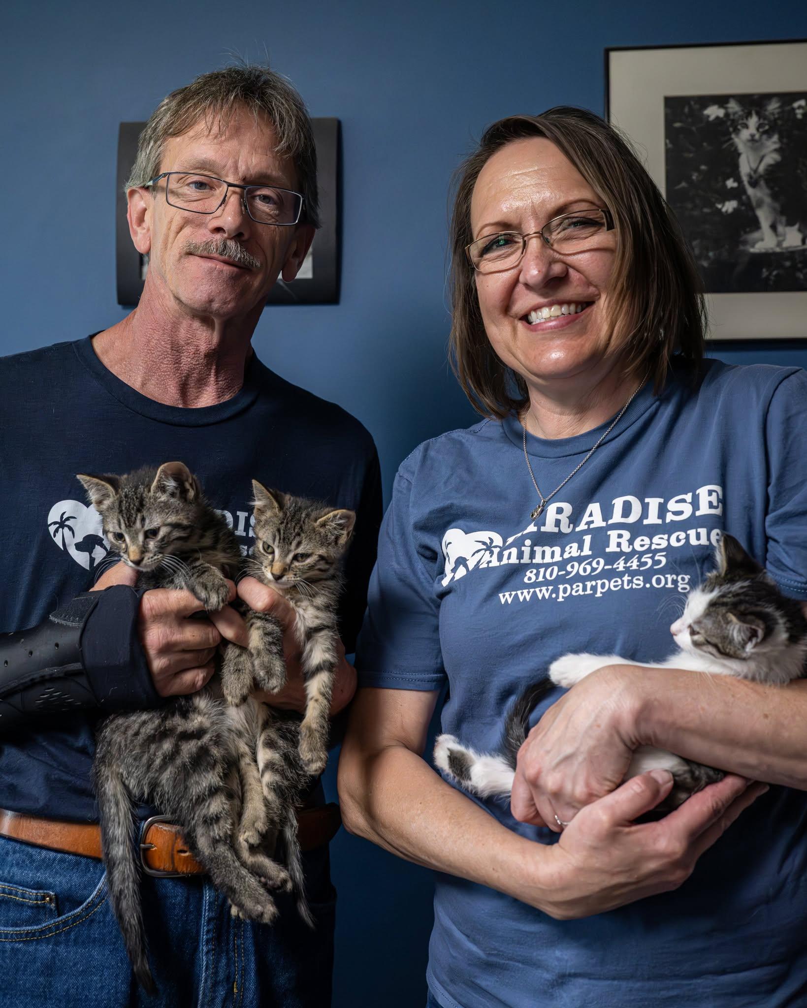 Pepe, a ADOPTABLE Domestic Short Hair in Lapeer, MI image 3/4