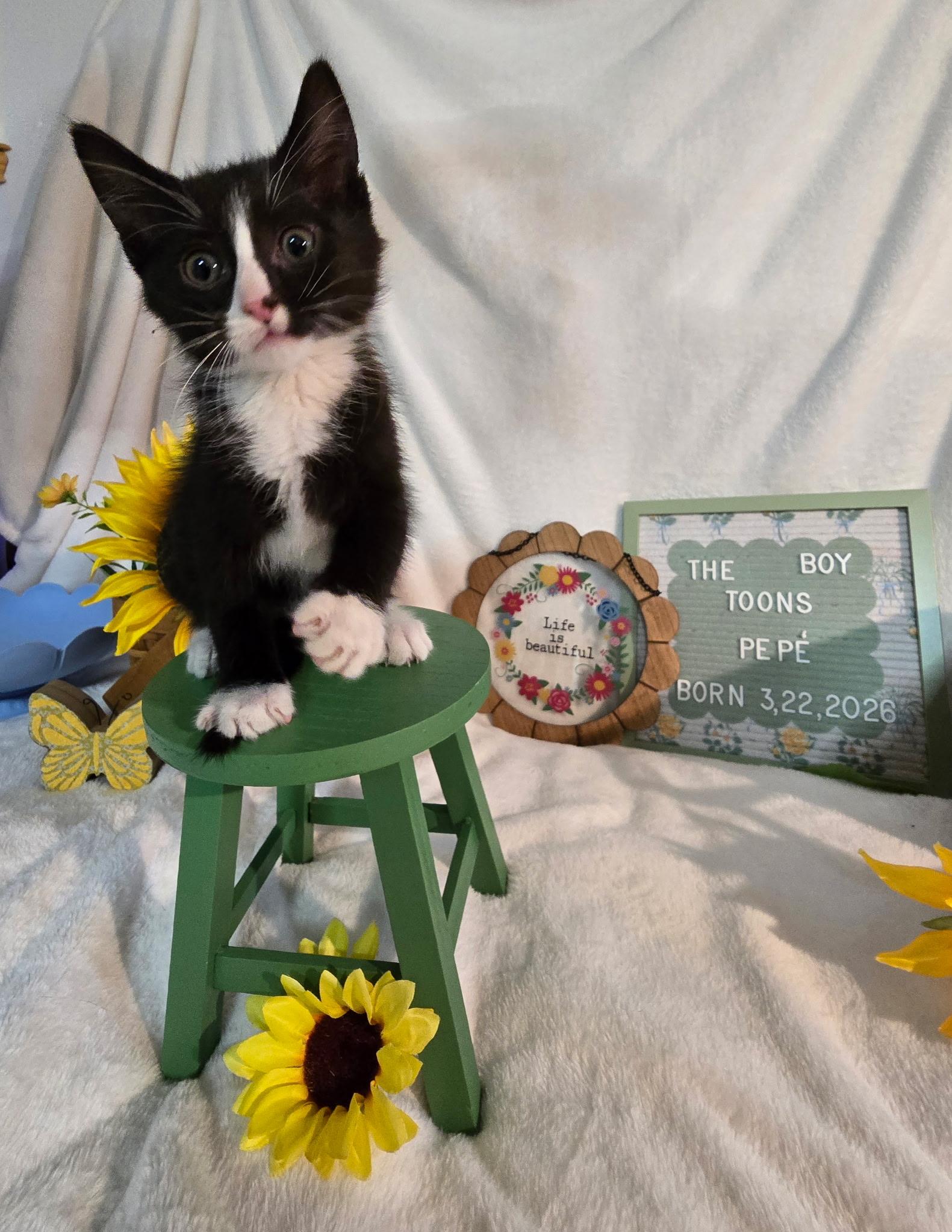 Pepe, a ADOPTABLE Domestic Short Hair in Lapeer, MI image 2/4
