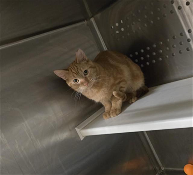 MAGIC, Adoptable, Young Male Domestic Short Hair.