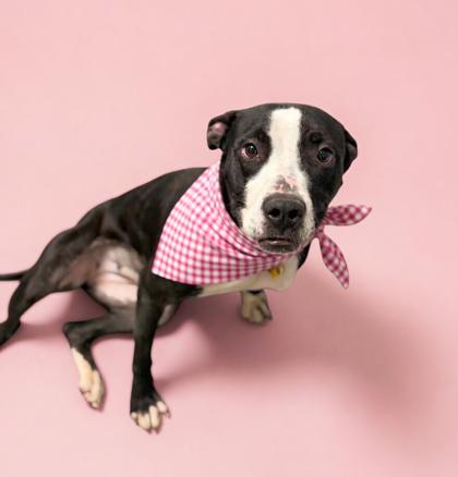 Enlarge Tootsie, a Adoptable mixed breed in Bowling Green, KY image 1/1