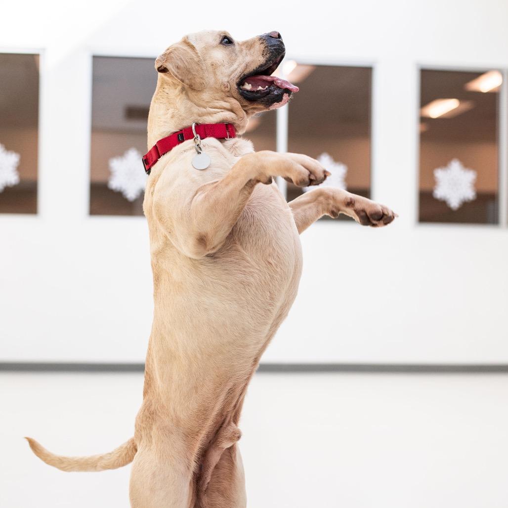 Cupcake, Adoptable, Adult Male American Bulldog & Labrador Retriever.