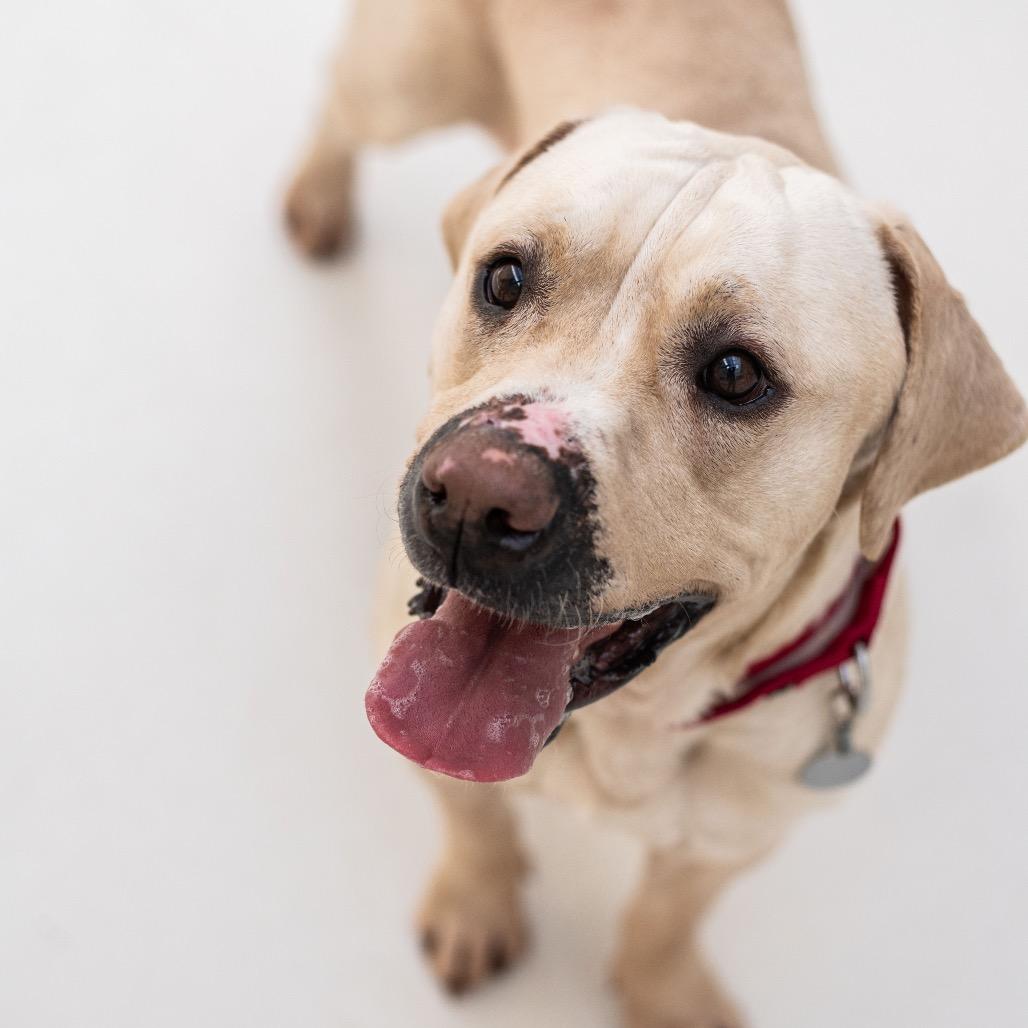 Enlarge Cupcake, a Adoptable mixed breed in Warwick, RI image 2/4