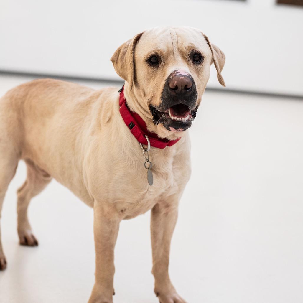 Enlarge Cupcake, a Adoptable mixed breed in Warwick, RI image 3/4