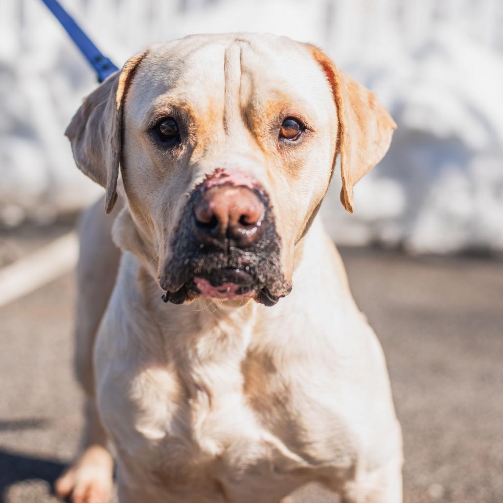 Enlarge Cupcake, a Adoptable mixed breed in Warwick, RI image 4/4