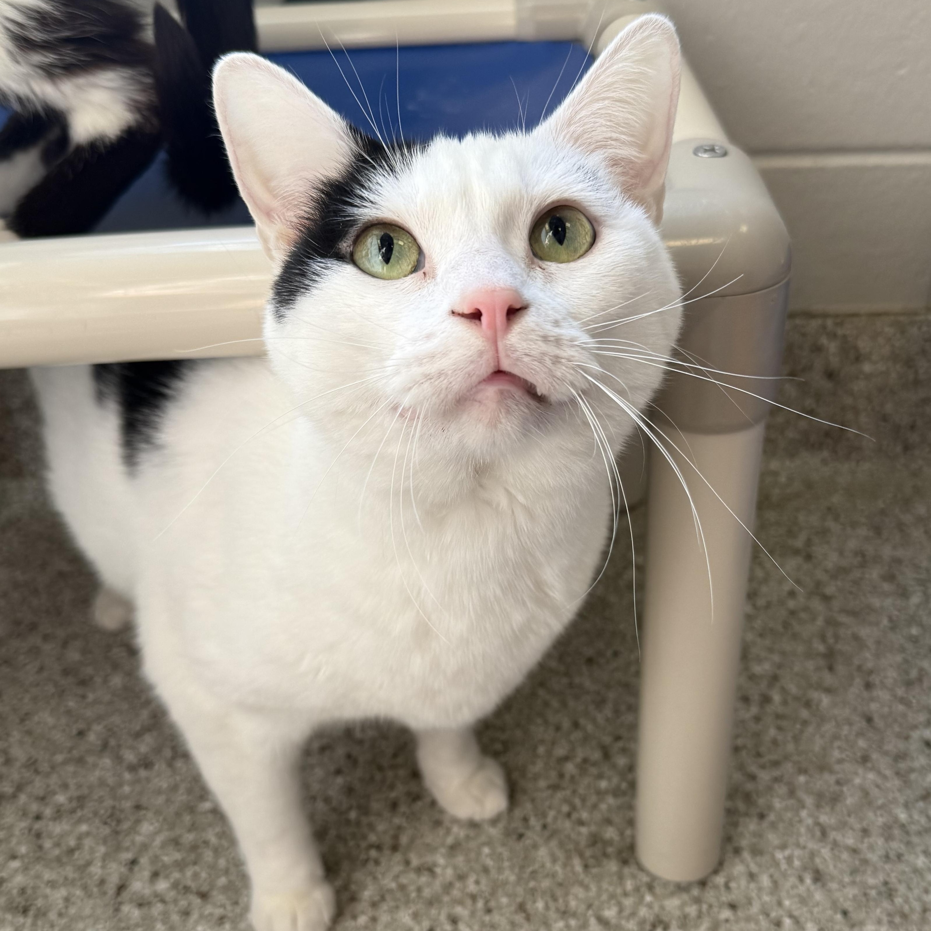 Enlarge Biscuit, a ADOPTABLE Domestic Short Hair in Kearney, NE image 2/2