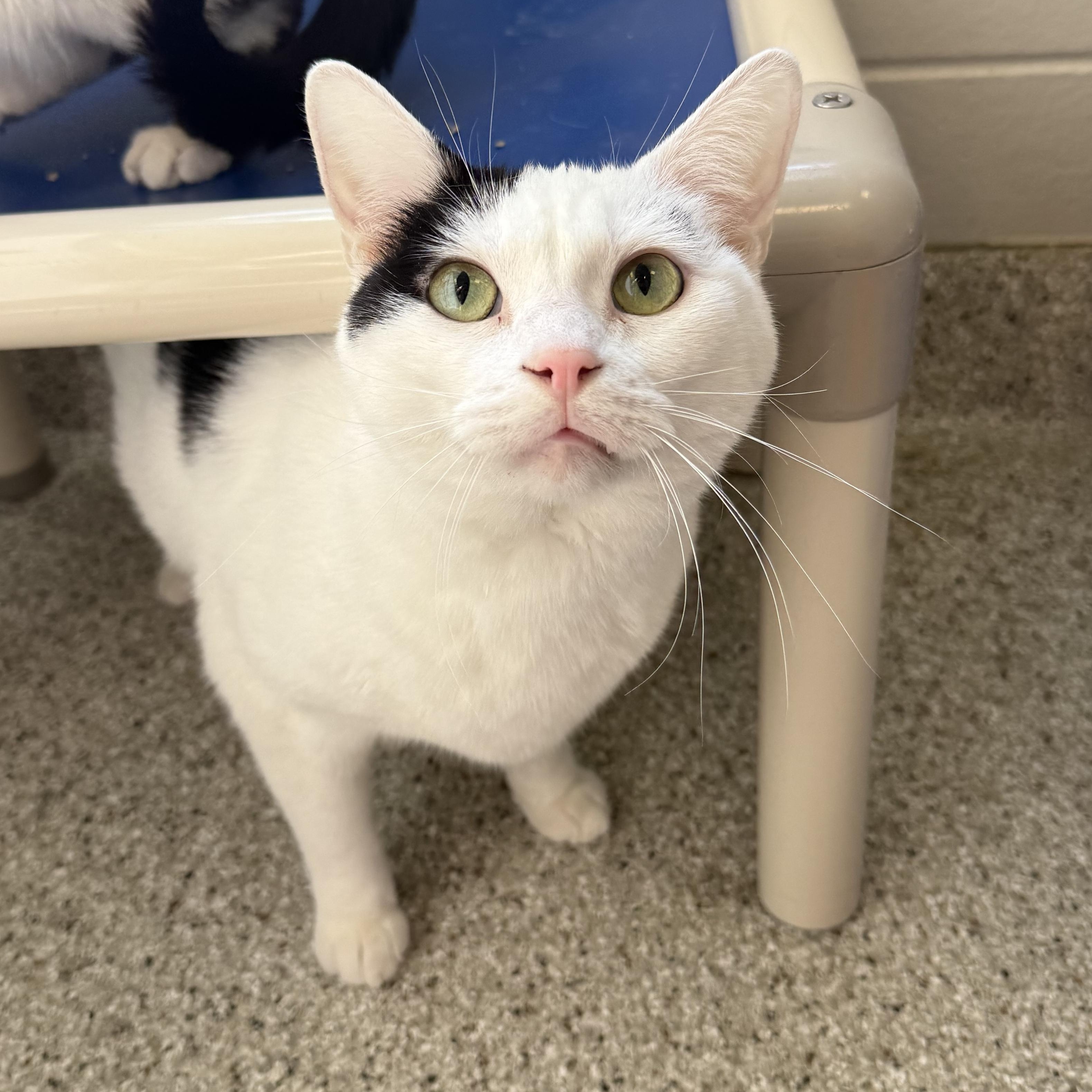 Biscuit, ADOPTABLE, Adult Male Domestic Short Hair.