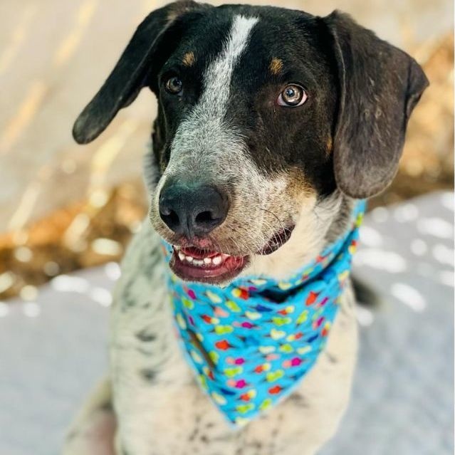 Guero, a Adoptable mixed breed in Las Jarretaderas, NAY image 1/6