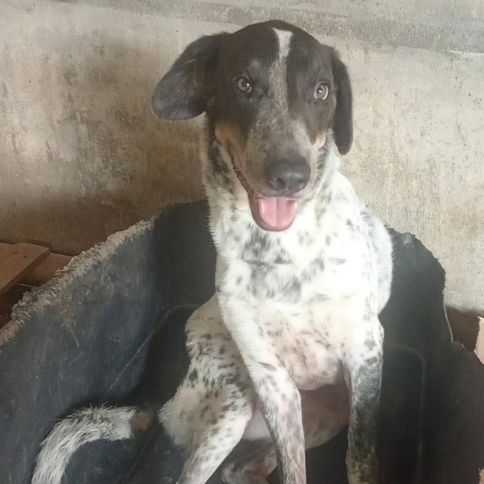 Enlarge Guero, a Adoptable mixed breed in Las Jarretaderas, NAY image 1/6