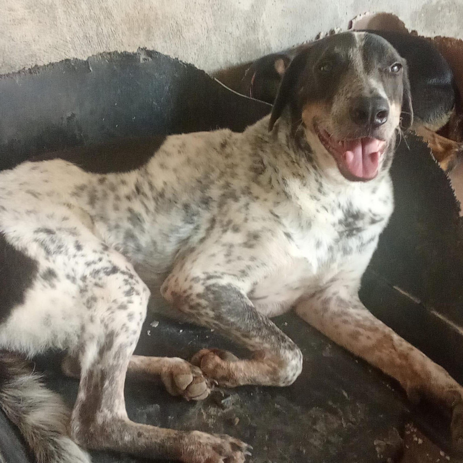 Enlarge Guero, a Adoptable mixed breed in Las Jarretaderas, NAY image 3/6