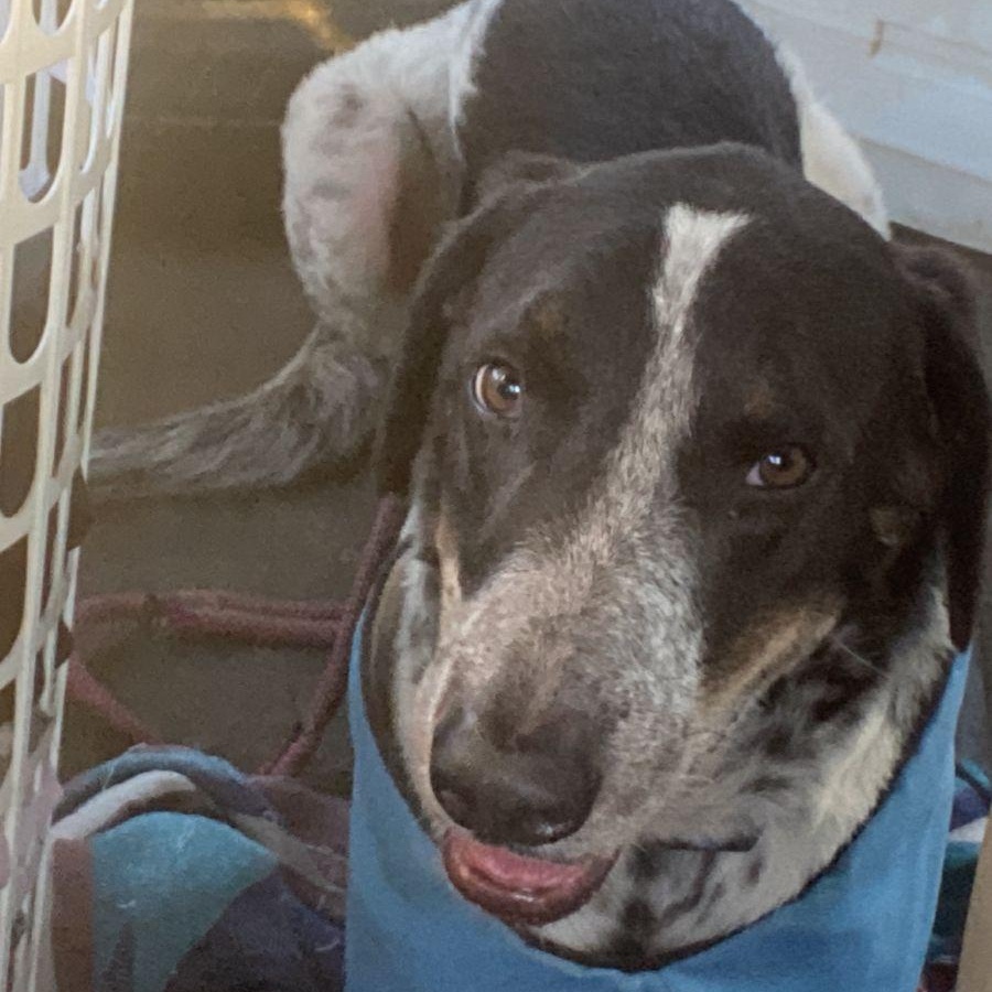 Enlarge Guero, a Adoptable mixed breed in Calgary, AB image 2/6