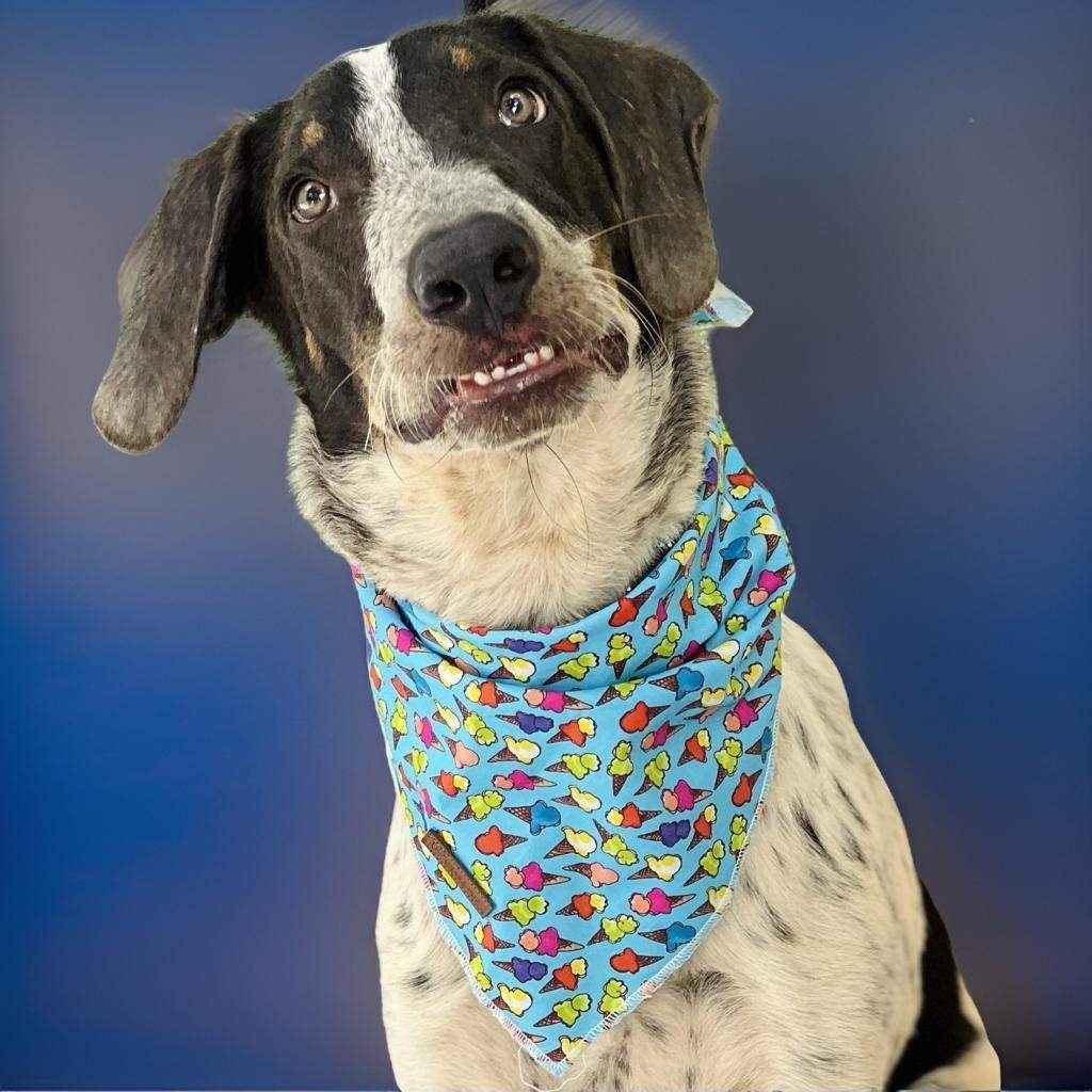 Guero, a Adoptable mixed breed in Las Jarretaderas, NAY image 2/6