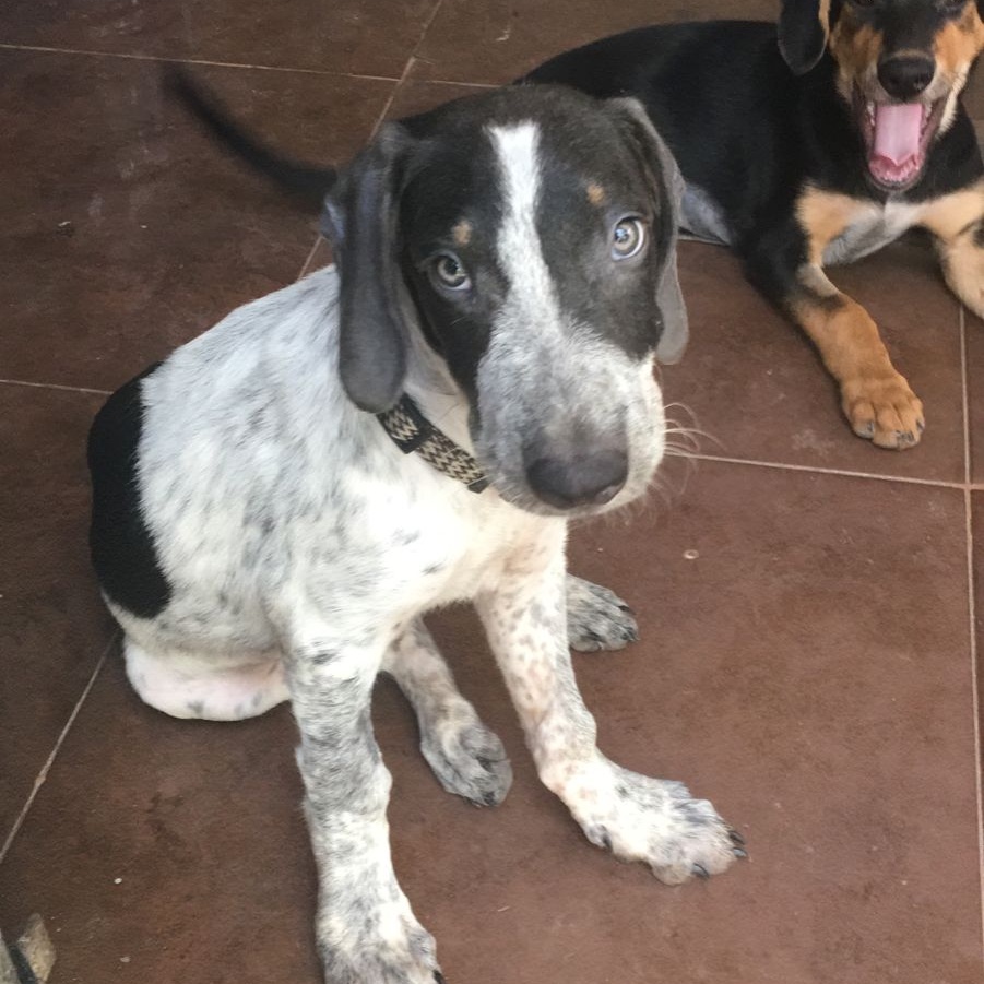 Guero, a Adoptable mixed breed in Las Jarretaderas, NAY image 3/6