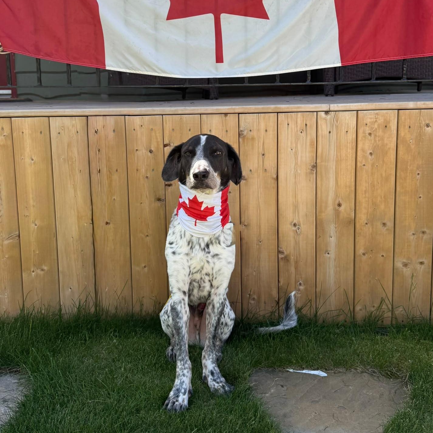 Guero, Adoptable, Adult Male Mixed Breed.