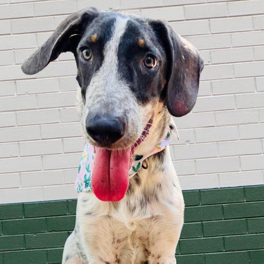 Guero, a Adoptable mixed breed in Las Jarretaderas, NAY image 4/6