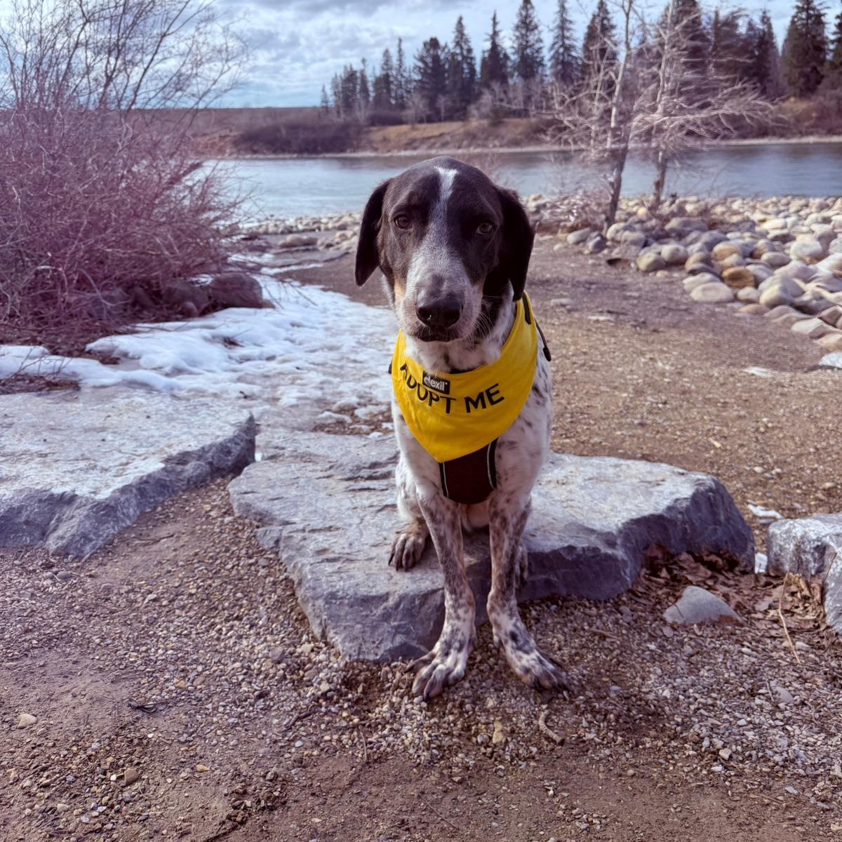 Guero, a Adoptable mixed breed in Calgary, AB image 3/5