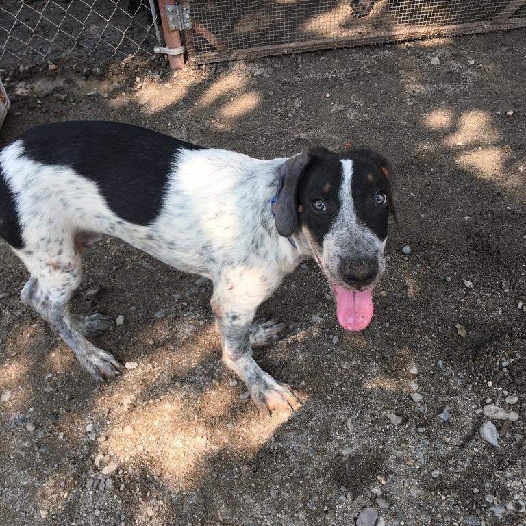 Guero, a Adoptable mixed breed in Las Jarretaderas, NAY image 5/6