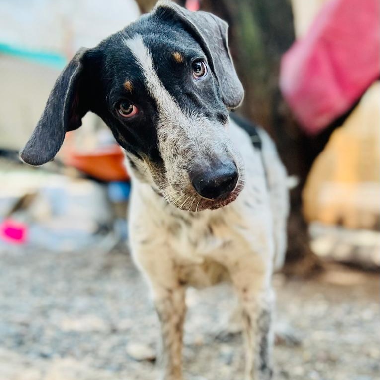 Guero, a Adoptable mixed breed in Las Jarretaderas, NAY image 6/6