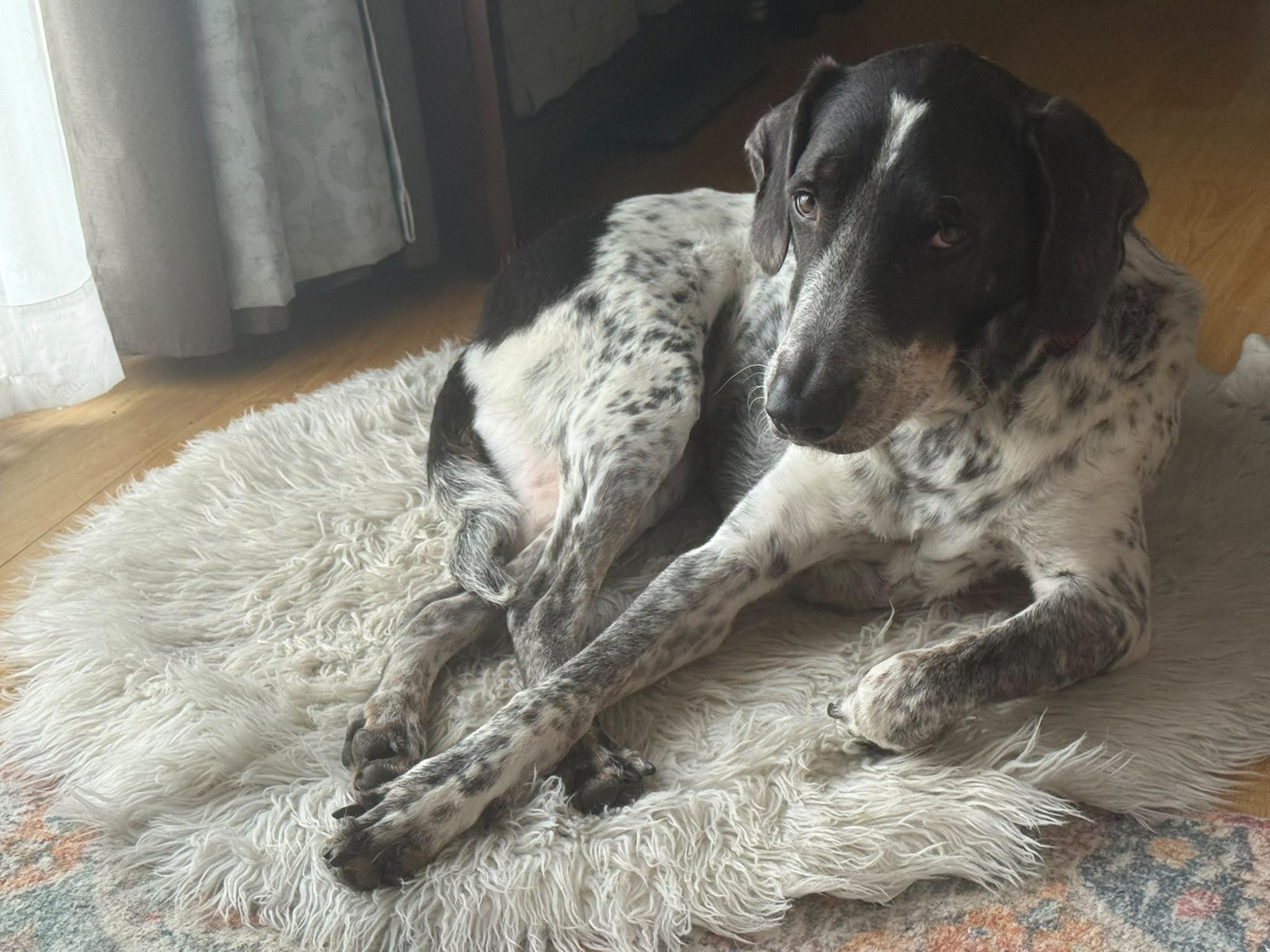 Guero, a Adoptable mixed breed in Calgary, AB image 2/5