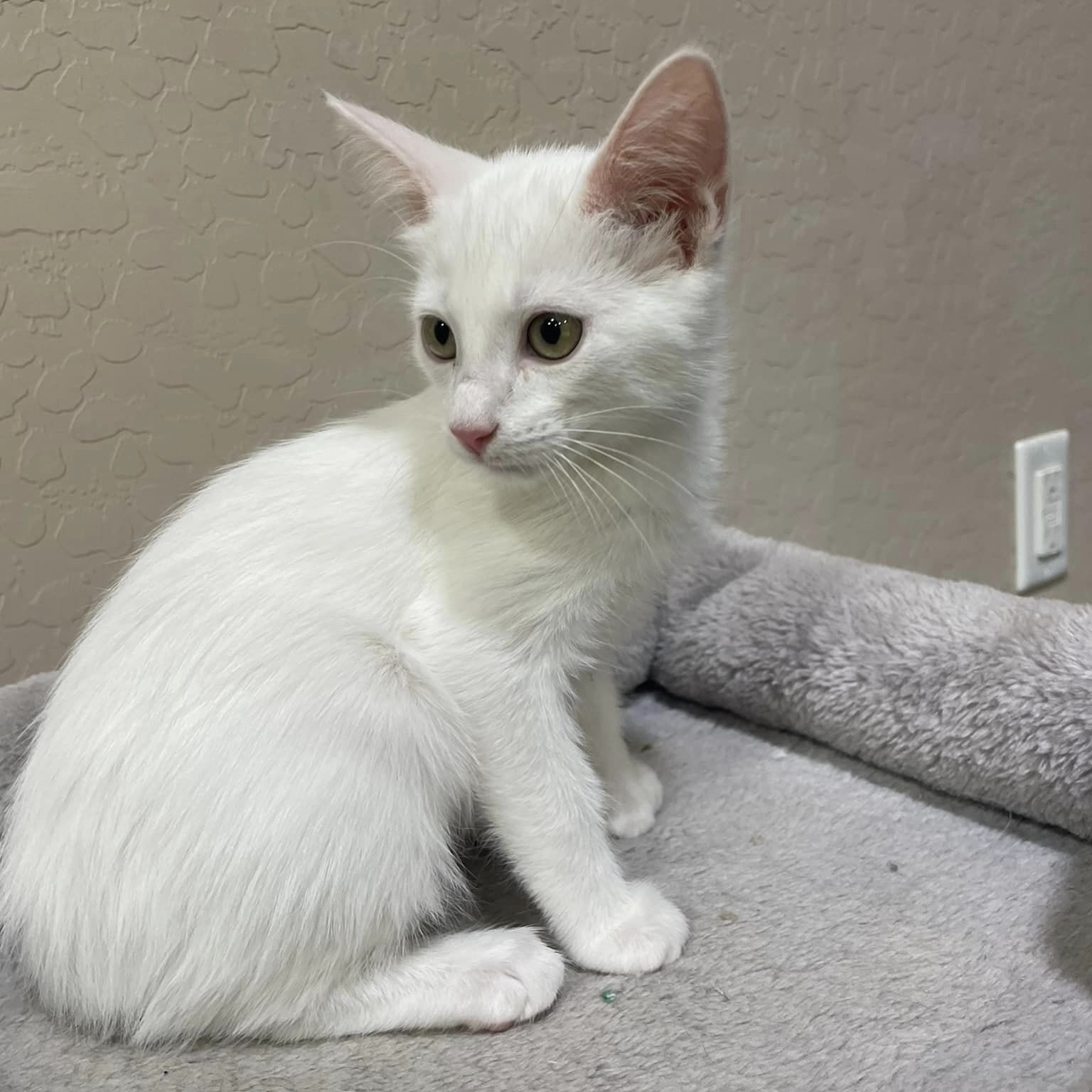 Cat for adoption *Marshmallow, a Domestic Short Hair in Queen Creek