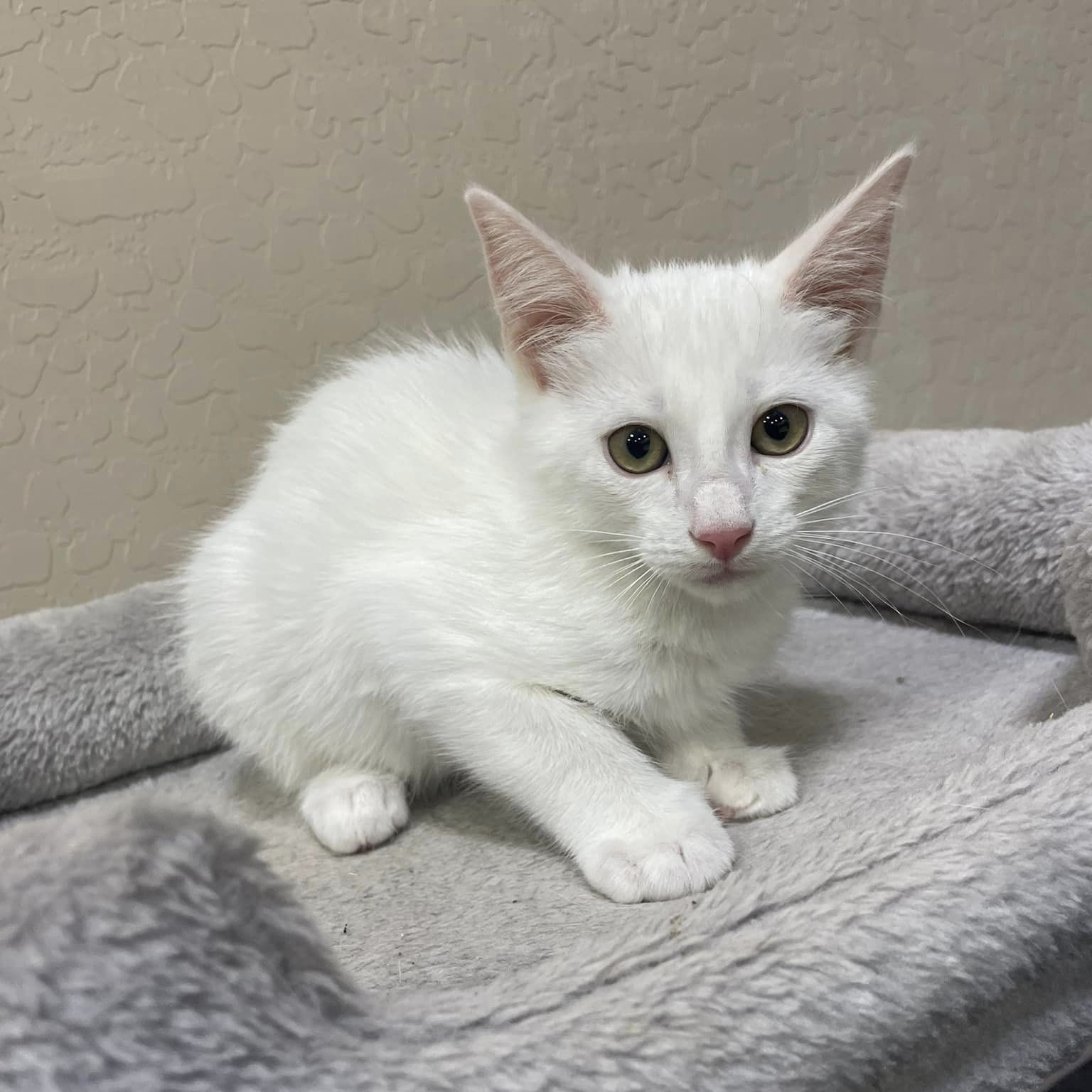 Cat for adoption *Marshmallow, a Domestic Short Hair in Queen Creek