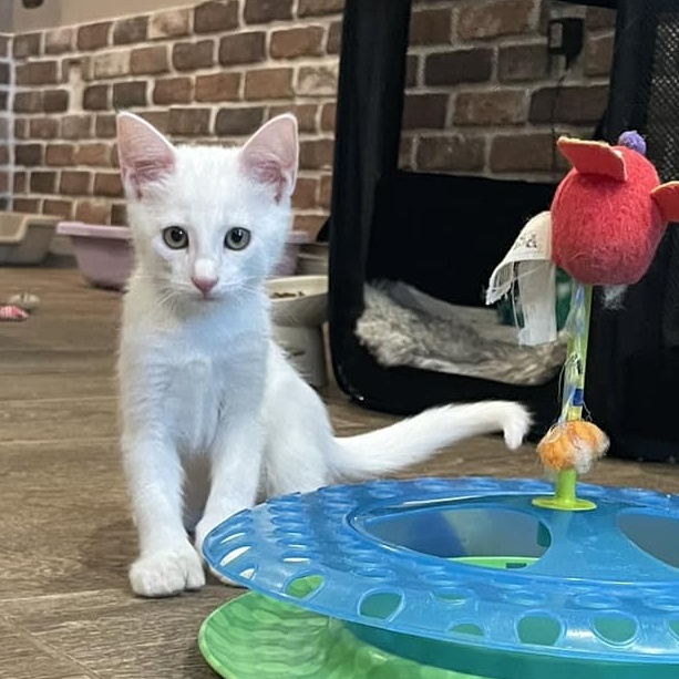 Cat for adoption *Marshmallow, a Domestic Short Hair in Queen Creek
