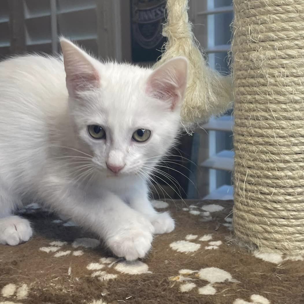 Cat for adoption *Marshmallow, a Domestic Short Hair in Queen Creek