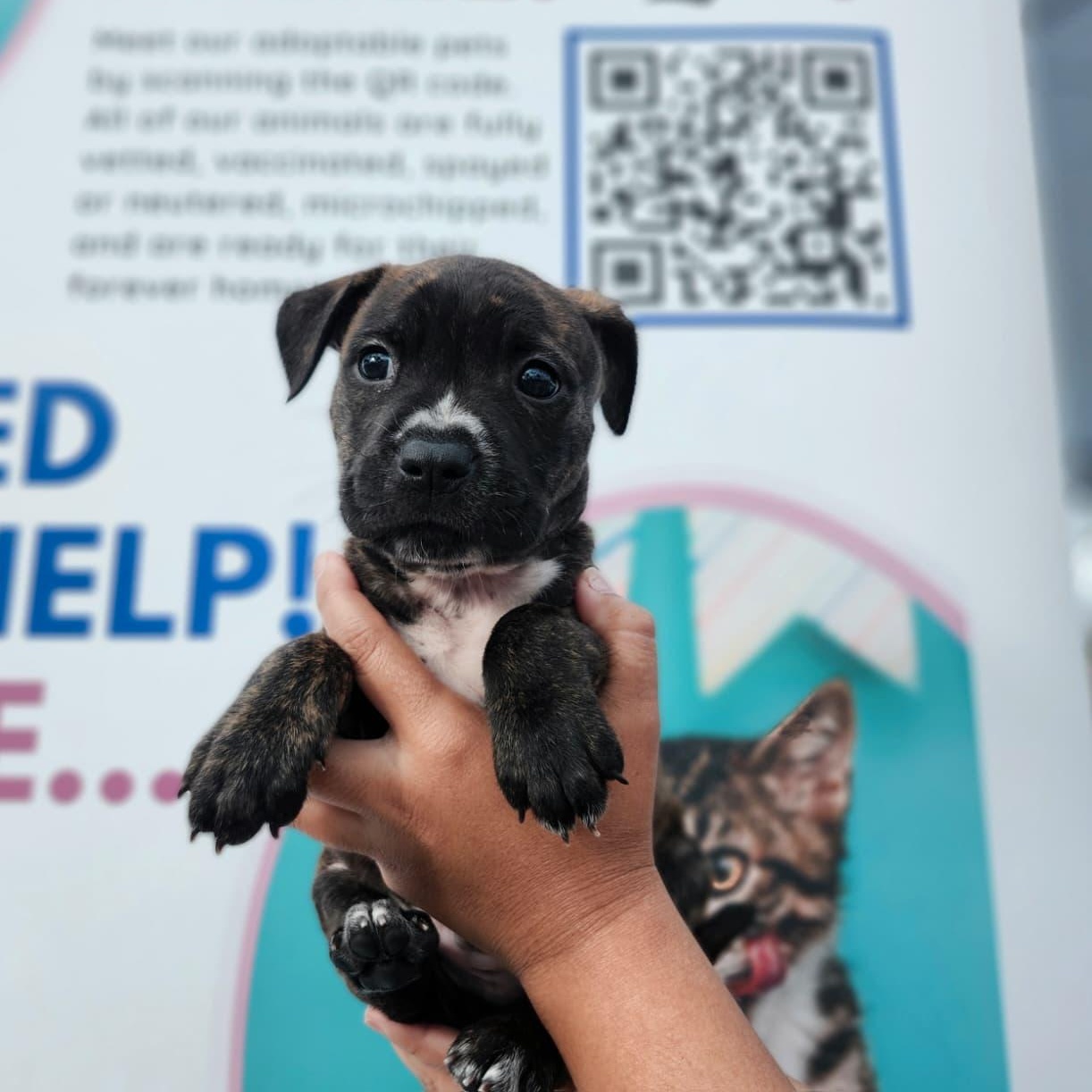 Enlarge Butterball, a Adoptable mixed breed in Gainesville, FL image 1/3