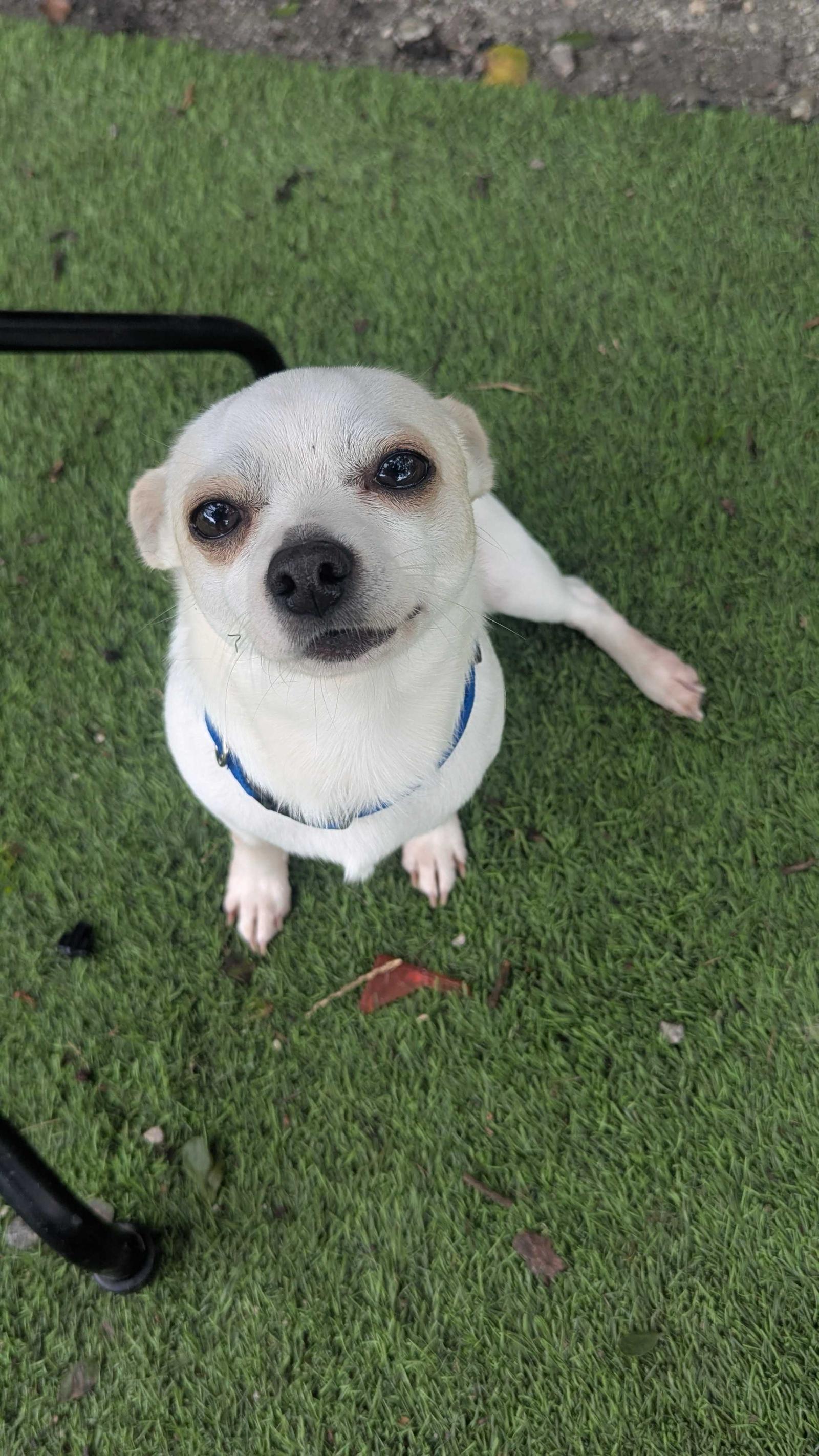 Enlarge Santana, a Adopted Chihuahua in Locust Grove, GA image 1/2