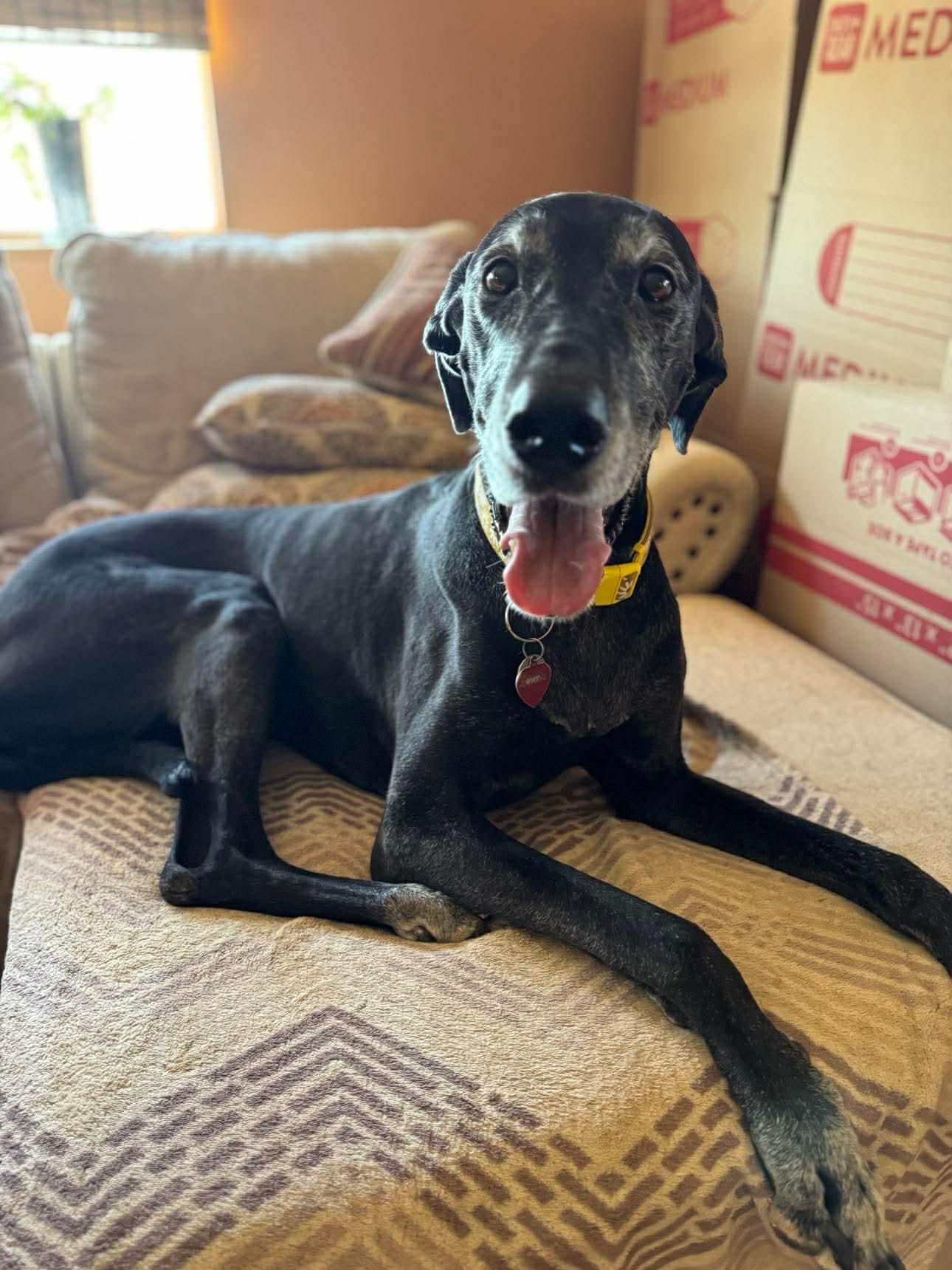 Enlarge Hazel, a Adoptable Great Dane in Mesa, AZ image 1/2