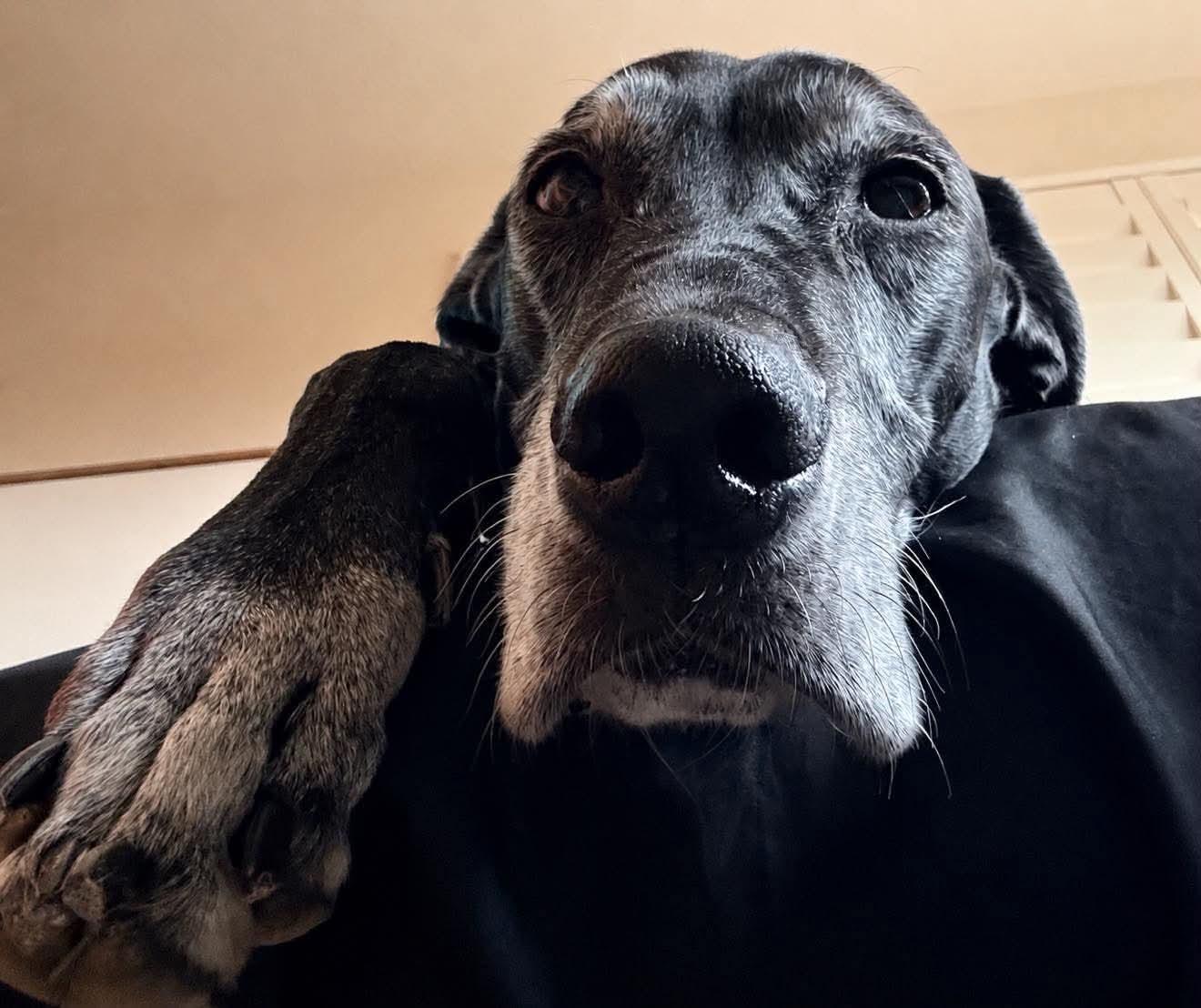 Enlarge Hazel, a Adoptable Great Dane in Mesa, AZ image 2/2